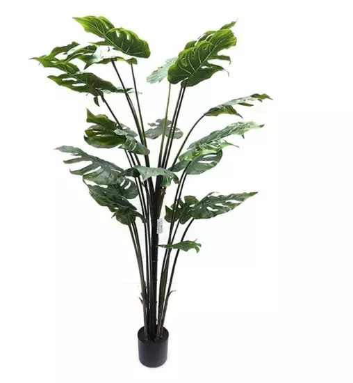 philodendron sun red Philodendron Red Sun Rare Plant (Philodendron selloum 'Sun Red') – Jungle  Relics