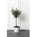 Must Living Emmer Flower set van 3