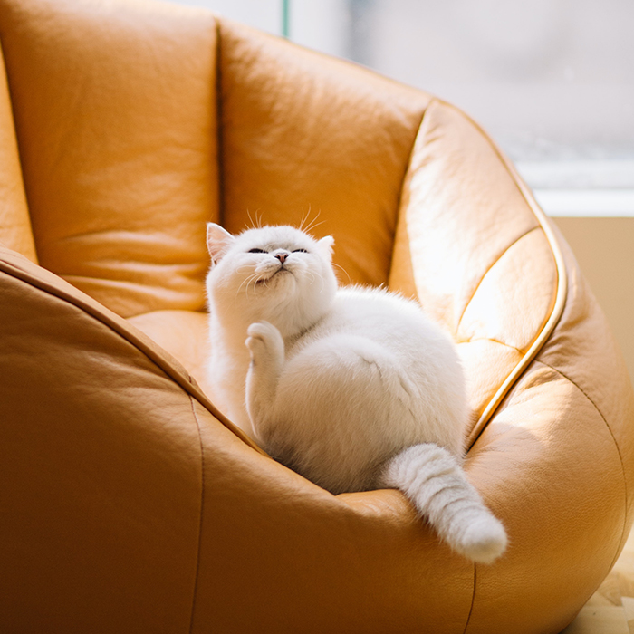 Welke bank kiezen met katten: tips voor een katvriendelijke bank